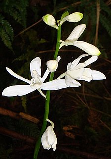 <i>Phaius amboinensis</i> Species of orchid