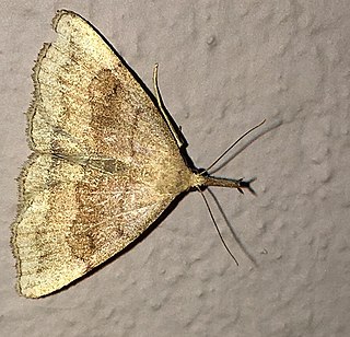 <i>Phalaenostola metonalis</i> Species of moth
