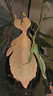 <i>Phyllium letiranti</i> Species of leaf insect