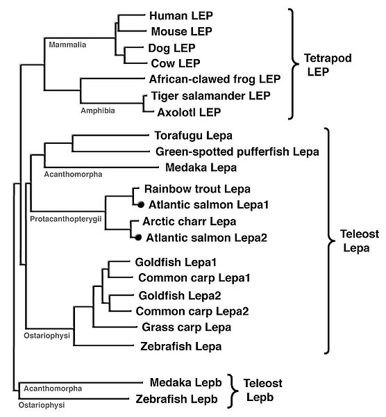 File:Phylogenetic tree.JPG