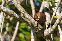 Squirrel cuckoo with a large caterpillar. Note the yellow eye-ring (the eye itself is reddish), typical of the subspecies from Mexico, Central America, and northern and western South America Piaya cayana -Belize -eating a caterpillar-8.jpg