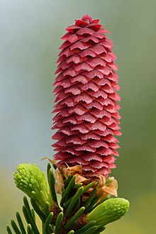 Cono femminile di P. abies nello stadio dell'impollinazione.