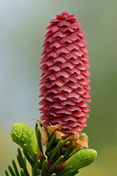 Fichier:Picea abies young female cone - Keila.jpg