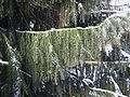 Picea breweriana weeping twigs