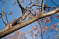 Image 940Pigeons perched on a chinaberry tree (Melia azedarach), Jardim da Praça João do Rio, Lisbon, Portugal