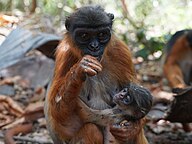 State Mammal of Guinea