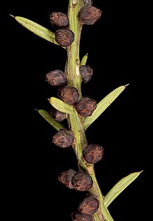 Pilostyles hamiltonii (fruits) - Flickr - Kevin Thiele.jpg