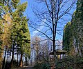 Mammutbäume - Arboretum NSG Burgholz