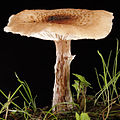 Agaricales