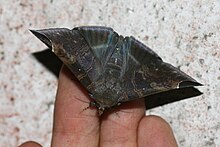 Пиндара иллибата (Noctuidae Catocalinae) .jpg