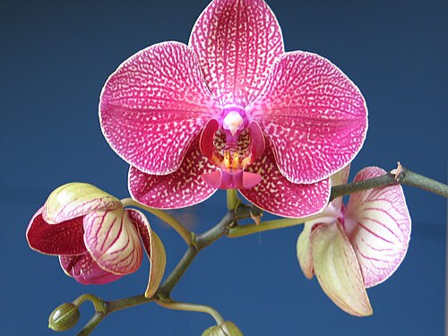 Phalaenopsis orchid