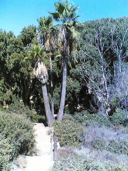 File:Pipe and Palms near Atlit - panoramio.jpg
