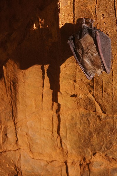 File:Pipistrello in letargo in Grotta Regina.jpg