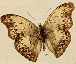 <i>Cymothoe eris</i> Species of butterfly