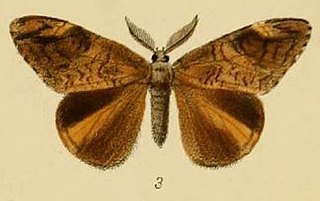 <i>Aroa danva</i> species of insect