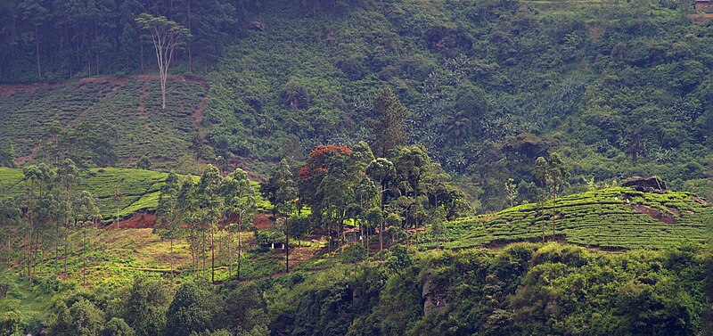 File:Plantations de thé dans la région de Nuwara Eliya 2.jpg