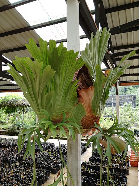 File:Platycerium coronarium in UPMKB.jpg