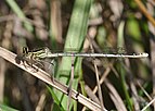 Platycnemis pennipes