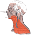 El múscul cutani del coll és visible a la part inferior.