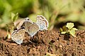 Plebejus argus