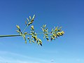 Panicle