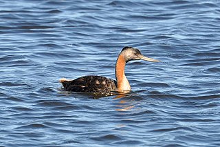 <span class="mw-page-title-main">Great grebe</span> Species of bird