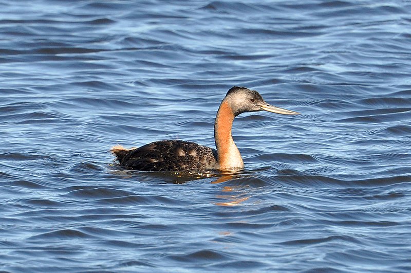 File:Podicephorus major -Santa Vitoria do Palmar, Rio Grande do Sul, Brazil -swimming-8.jpg