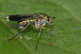 <i>Poecilobothrus</i> Genus of flies