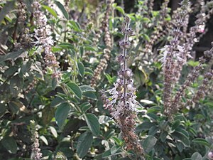 Javanese patchouli (Pogostemon heyneanus)