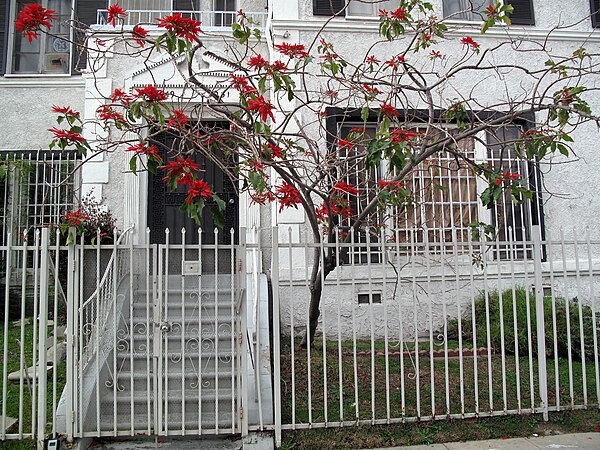 Poinsettia grown as a small tree in Los Angeles