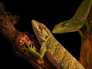 Northern iguana (Polychrus marmoratus), males (foreground) and females in a terrarium