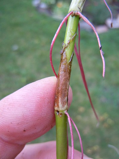 两栖蓼的地上茎已经失去了叶子，但正在从节点产生不定根。