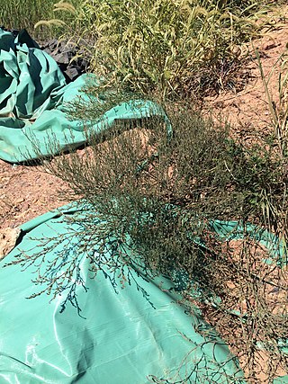 <i>Polygonum ramosissimum</i> Species of flowering plant