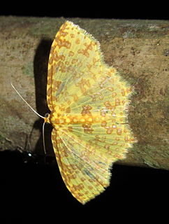 <i>Polynesia</i> (moth) Genus of moths