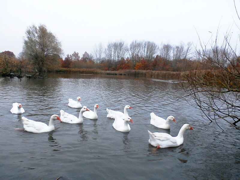 File:Pond and Wildfowl at South Kirkby Marsh - geograph.org.uk - 5204525.jpg