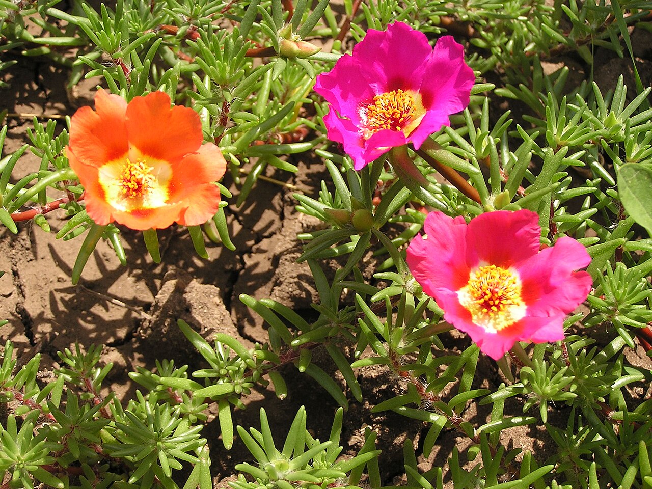 File:Portulaca grandiflora in Sedovo 002.jpg - Wikimedia Commons