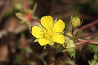 Potentilla fragarioides