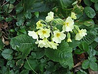 Primula × polyantha