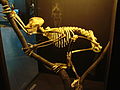 Reconstructed Proconsul skeleton