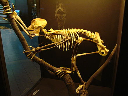 Reconstructed tailless Proconsul skeleton