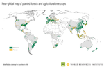 Vignette pour Forêt plantée