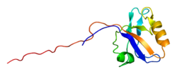 Белок PDLIM5 PDB 1wf7.png