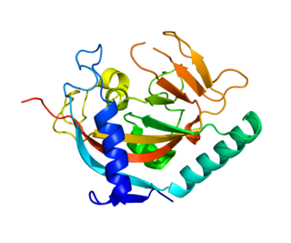 Tankyrase protein-coding gene in the species Homo sapiens