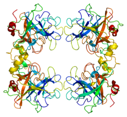 TPSAB1 PDB 1a0l.png oqsillari