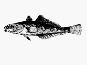 Pseudaphritis urvillii, drawing by Leonard Jenyns from The Zoology of the Voyage of HMS Beagle shows Pseudaphritis undulatus, a species that is mostly synonymous with Pseudaphritis urvillii today.