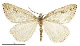 <i>Pseudocoremia cineracia</i> Species of moth