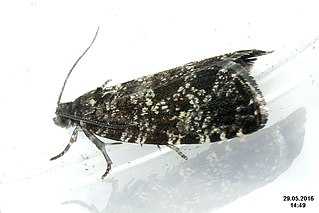 <i>Pseudohermenias</i> Genus of tortrix moths