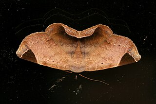 <i>Psimada</i> Genus of moths