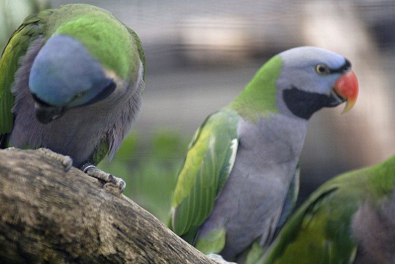 File:Psittacula derbiana -Wilhelma Zoo, Stuttgart, Germany -pair-8a (1).jpg