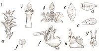 Pteroceras hirsutum